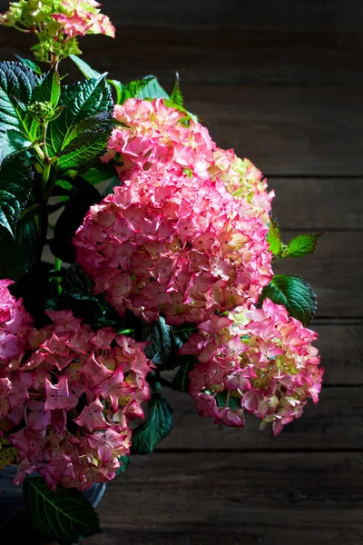 Hortensia, Hortênsia, fundo de madeira — Fotografia de Stock