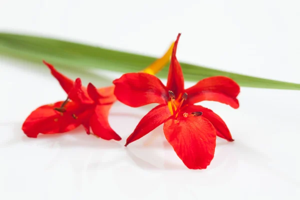 Fiori di croco rosso e foglia su sfondo bianco — Foto Stock