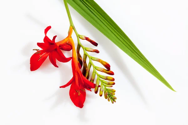 Piros crocus virágok és a leveles, fehér háttér — Stock Fotó