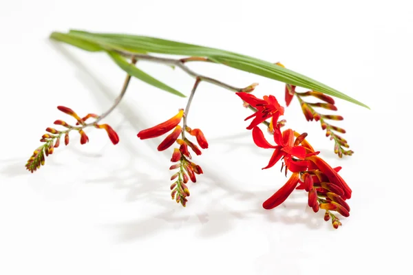 Красный крокус цветет и листья на белом фоне — стоковое фото