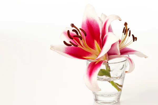 Piros fehér liliomok, váza, fehér háttér, másolja a hely — Stock Fotó