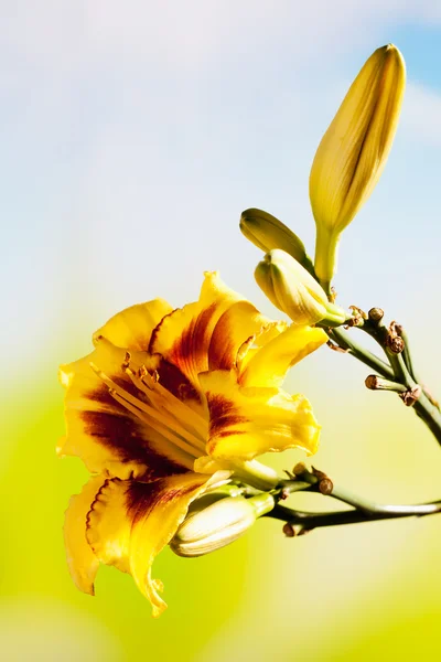 Kahverengi sarı dayliliy — Stok fotoğraf