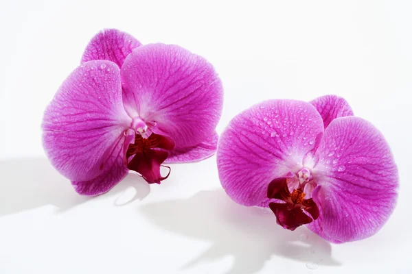 Duas flores roxas da orquídea com gotas de água — Fotografia de Stock