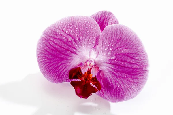 Flor de orquídea roxa com gotas de água — Fotografia de Stock