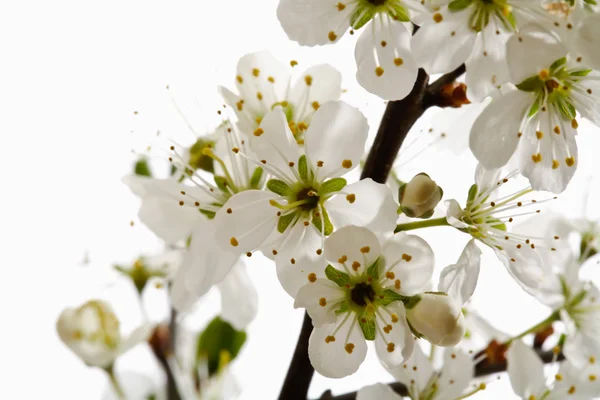 Espinheiro, galho com flores, close-up — Fotografia de Stock