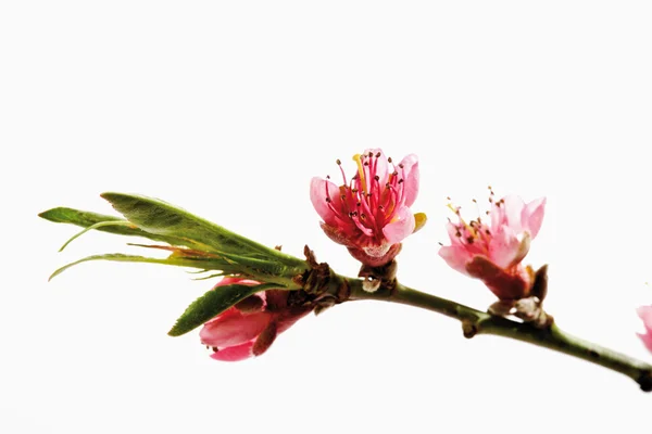 Flor de melocotón, ramita — Foto de Stock