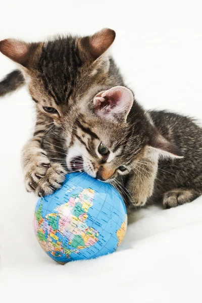Gatos domésticos, gatinho brincando com globo Fotografia De Stock