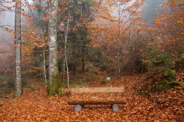 Germany, Berchtesgadener Land, autumn forest, bench clipart