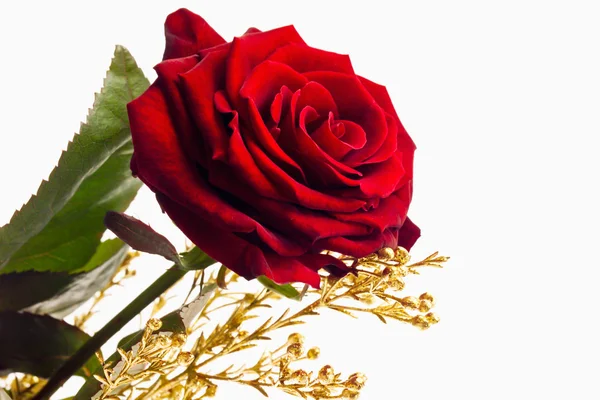 Vörös rózsa és arany ág — Stock Fotó