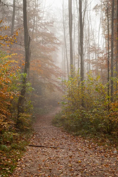 Germania, Berchtesgadener Land, foresta autunnale, nebbia — Foto Stock