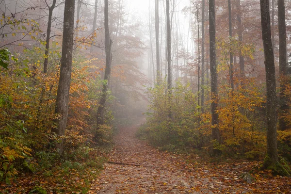 Tyskland, Berchtesgadener Land, hösten skogen, dimma — Stockfoto