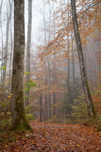 Duitsland, Berchtesgadener Land, herfst bos, mist — Stockfoto