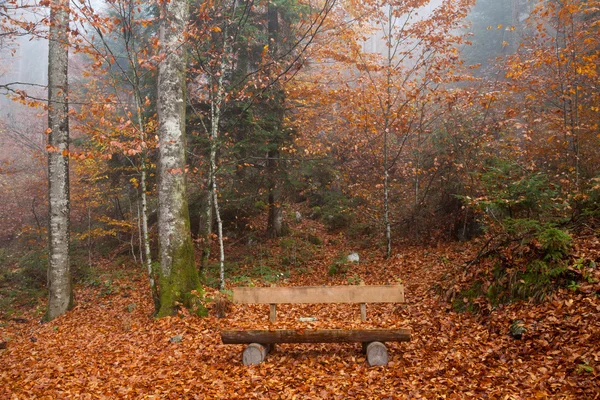 Germania, Berchtesgadener Land, foresta autunnale, panchina — Foto Stock