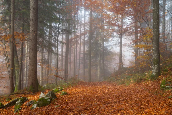 Alemania, Berchtesgadener Tierra, bosque otoñal, niebla — Foto de Stock