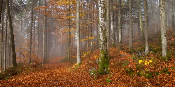 Alemania, Berchtesgadener Tierra, bosque otoñal, niebla — Foto de Stock