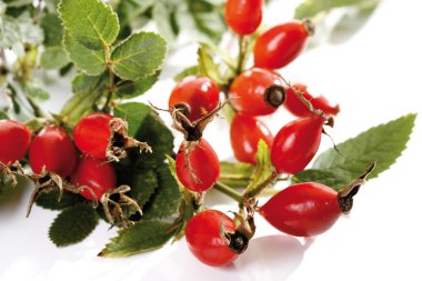 Rose hips (Rosa canina), close-up clipart