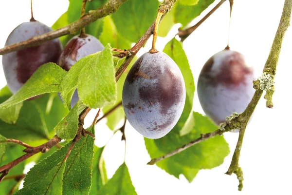 Organic plums on twig, close-up — Stock Photo, Image