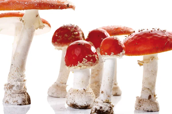 Fly agaric mushrooms (Amanita muscaria) — Stock Photo, Image