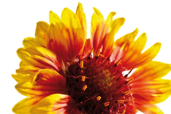 Deka květina (Gaillardia pulchella), close-up — Stock fotografie