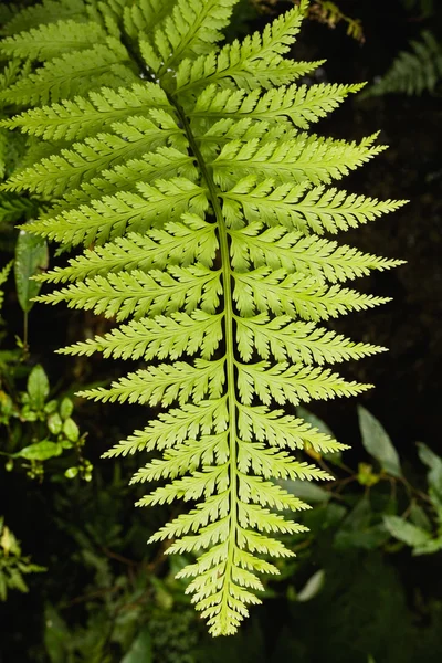 Fern leaf of fern tree