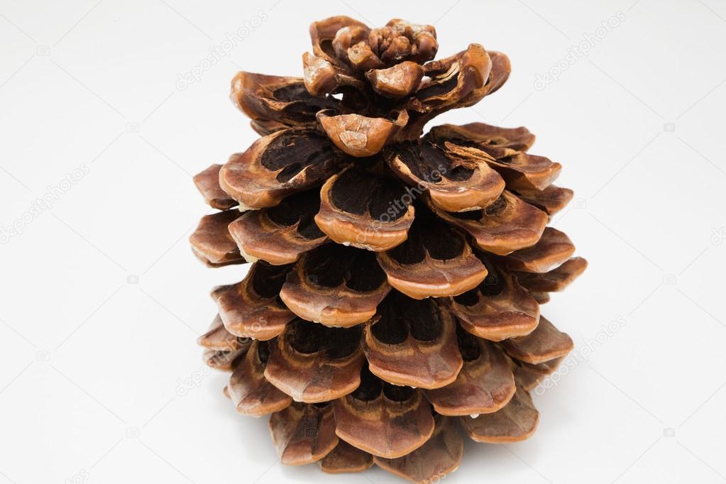 Pine cone