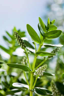 Speedwell Veronica tomurcukları
