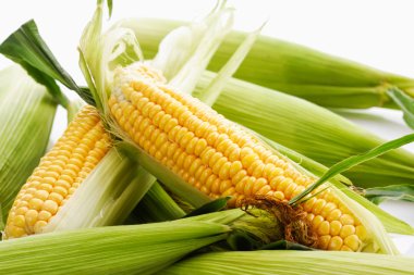 Fresh corn cobs clipart