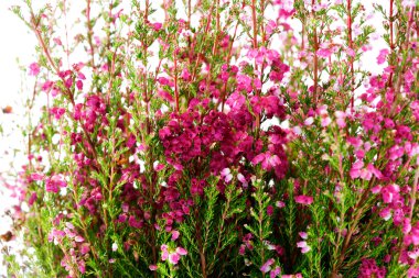 Çapraz heath yapraklı