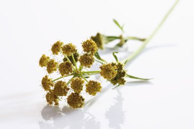 Selâmotu beyaz zemin üzerine yakın-up