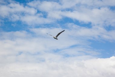 Sea gull bulutlu gökyüzü önünde