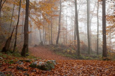 Germany, Berchtesgadener Land, autumn forest, fog clipart