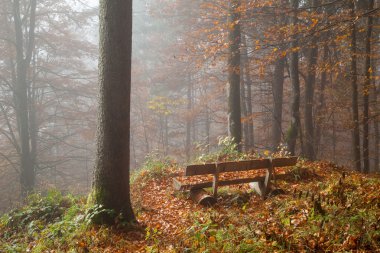 Almanya, Berchtesgadener arazi, tezgah sonbahar ormandaki sisli