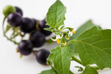 Black nightshade, blossoms, fruits, leaves, blossoms, poisonous clipart