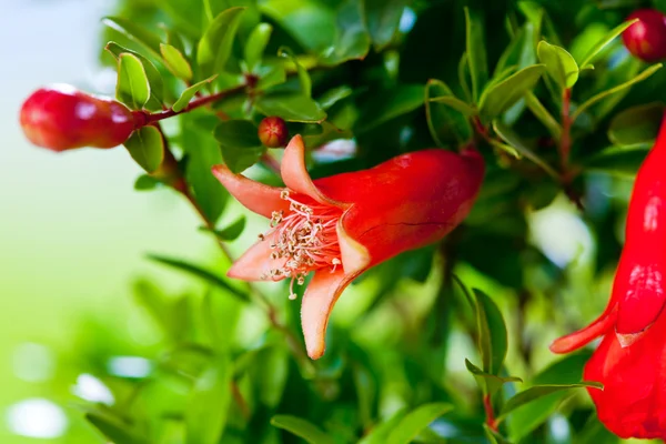 Flor de romã em ramos de granada — Fotografia de Stock