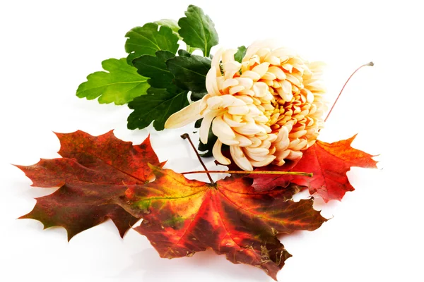 Chrysanthemen und rote Ahornblätter — Stockfoto