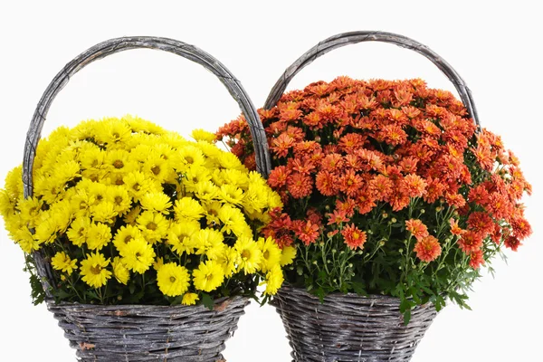Yellow and red chrysanthemums — Stock Photo, Image