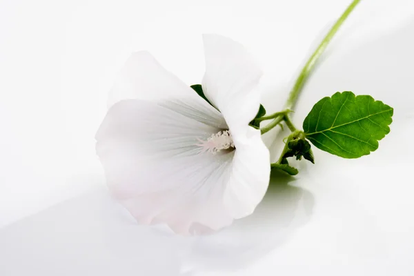 Marshmallow comune, fiore — Foto Stock