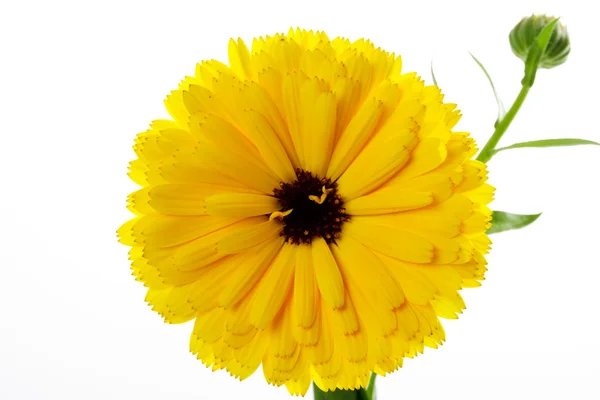 ポットマリーゴールド、花、白い背景 — ストック写真