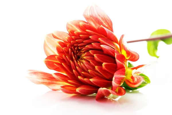 Cabeza de flor de dalia roja — Foto de Stock