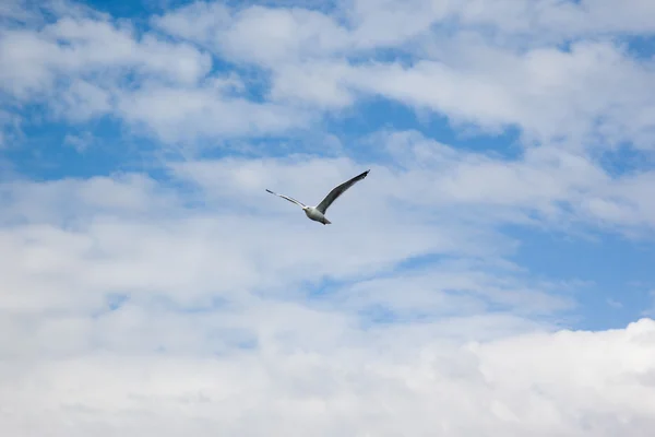 Sea gull voor bewolkte hemel — Stockfoto