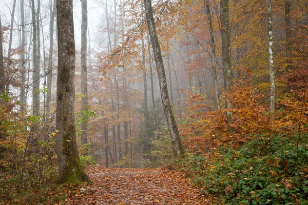 Germania, Berchtesgadener Land, foresta autunnale, nebbia — Foto Stock