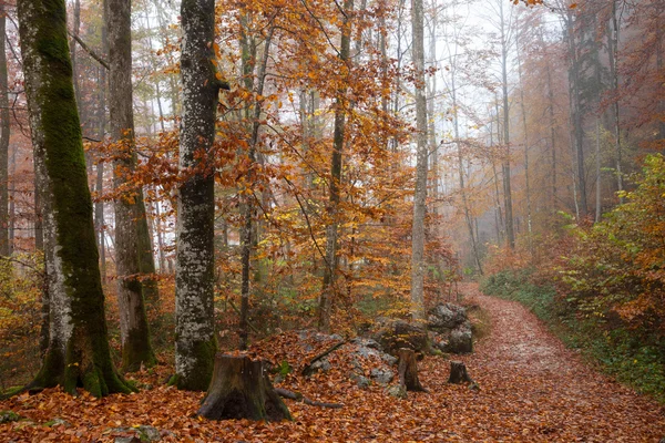 Németország, Berchtesgadener Land régióban, őszi erdő, köd — Stock Fotó