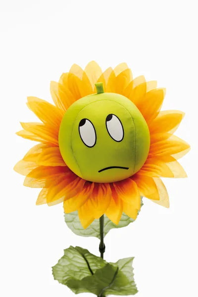 Smutný slunečnice proti Bílému pozadí — Stock fotografie