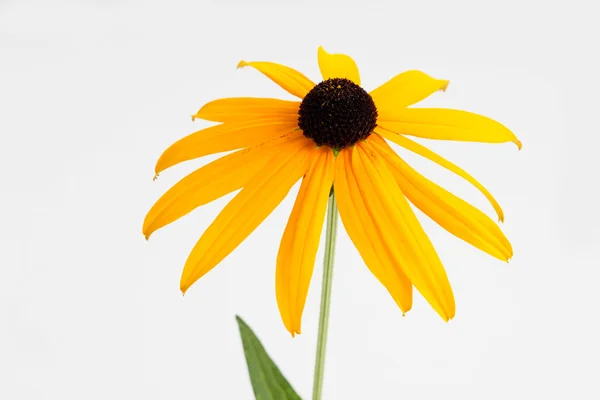 Coneflower contra fundo branco — Fotografia de Stock