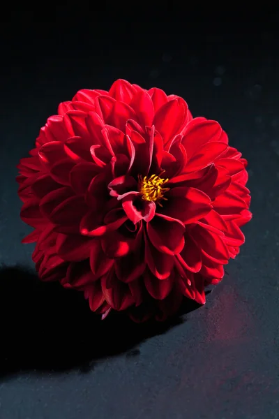 Dalia roja, flor, fondo oscuro —  Fotos de Stock