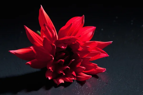 Dalia roja, flor —  Fotos de Stock