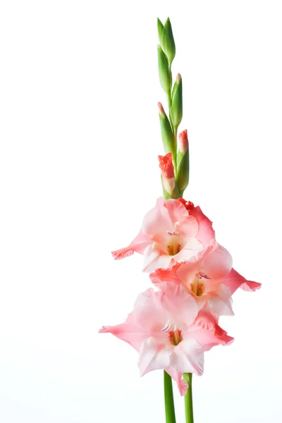 Rosa vit gladiolus — Stockfoto