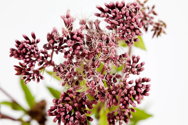 Hemp-agrimony, medicinal plant — Stock Photo, Image