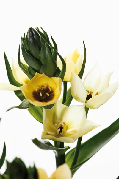 Ornithogalum against white background, close-up Stock Photo