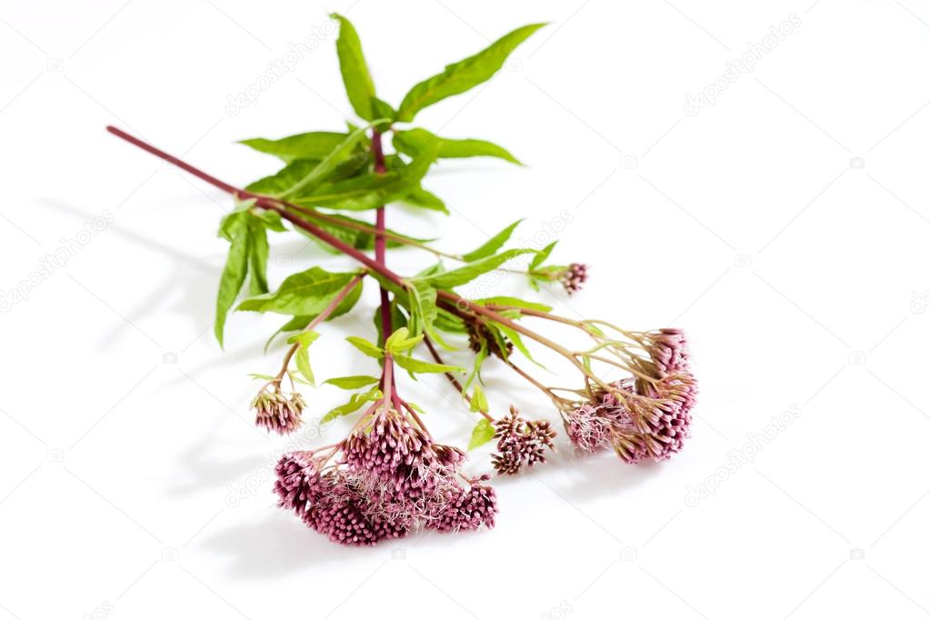 Hemp-agrimony, medicinal plant